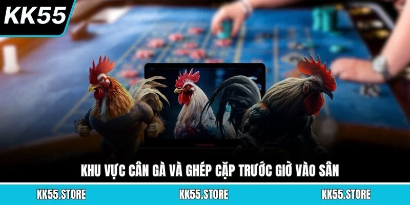 Khu vực cân gà và ghép cặp trước giờ vào sân